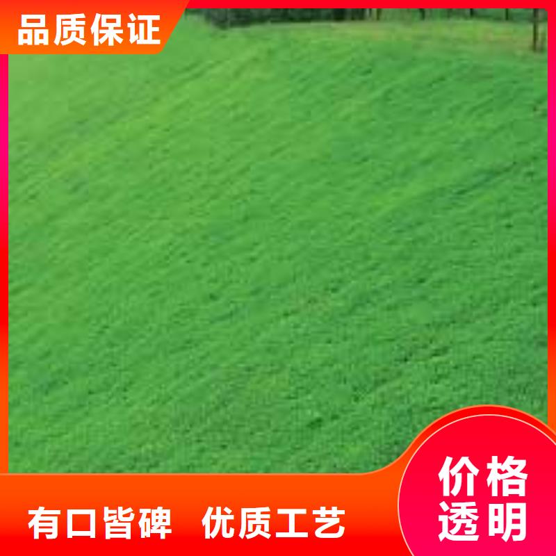 三维植被网【双向塑料格栅】甄选好物质优价廉