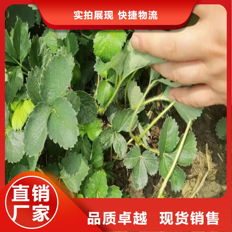 草莓苗鲁樱三号樱桃严格把控每一处细节现货齐全售后无忧