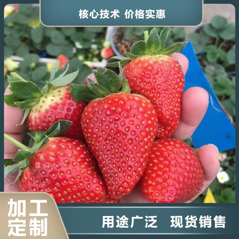 草莓苗花椒苗多种优势放心选择附近供应商