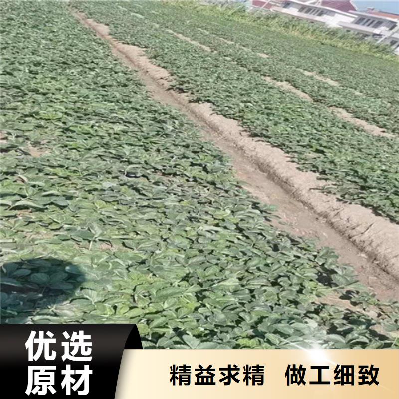 草莓苗【桃树苗】发货及时优选好材铸造好品质