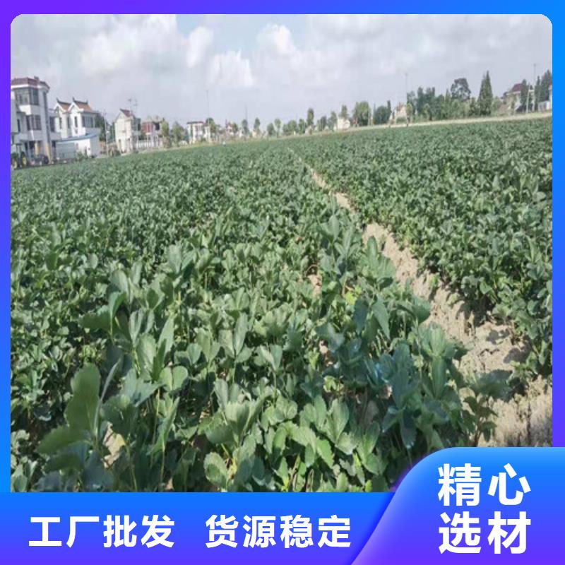 草莓苗【苹果树苗】价格透明价格有优势