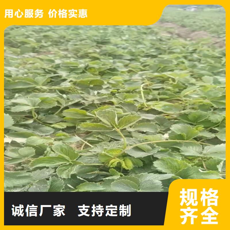 草莓苗【黄金蜜桃苗】满足客户需求源厂定制