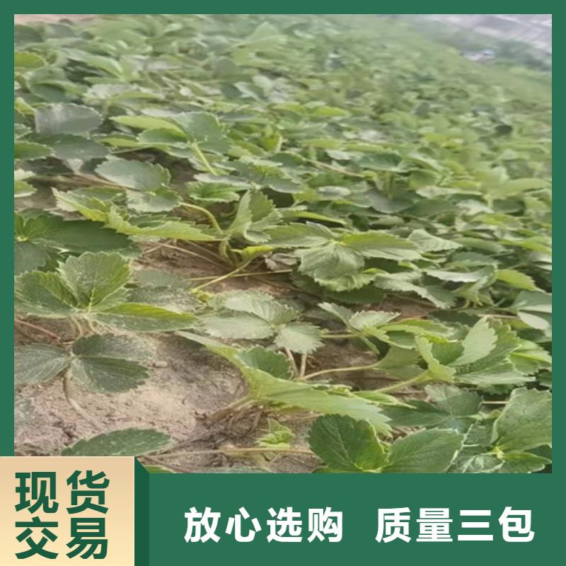 【草莓苗】蓝莓苗质量安心用途广泛