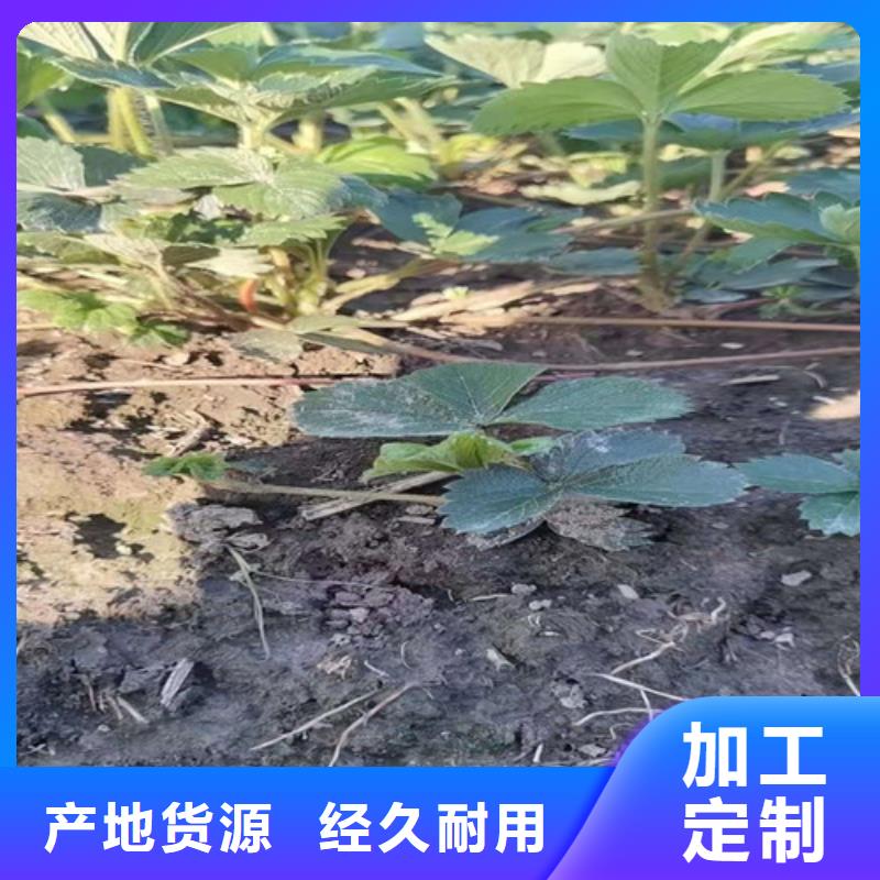 草莓苗木瓜海棠苗专业生产N年设计制造销售服务一体