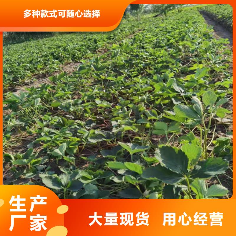 【草莓苗】大棚草莓苗厂家直销规格多样厂家定制