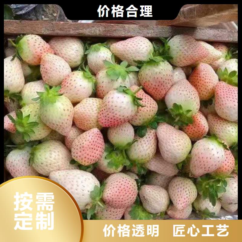 草莓苗苹果苗不只是质量好用心经营