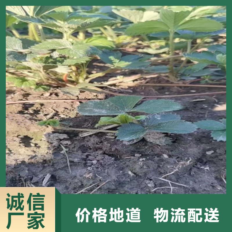 【草莓苗花椒苗生产厂家】品质值得信赖