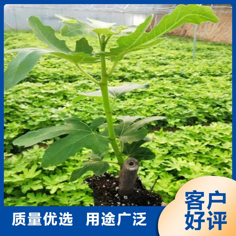 无花果木瓜海棠苗精选厂家好货厂诚信经营