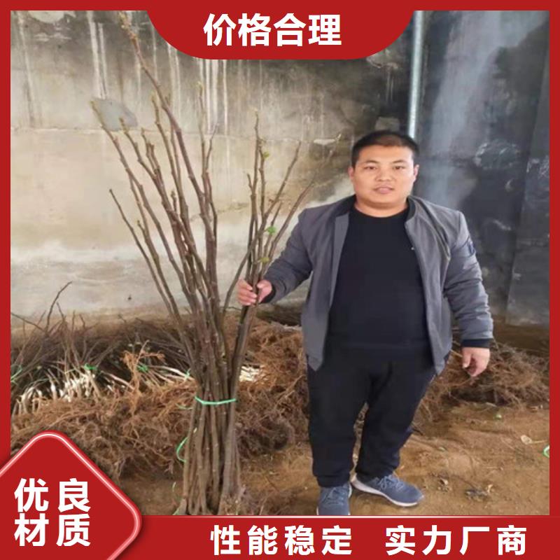 无花果薄壳板栗苗每个细节都严格把关源头厂家来图定制