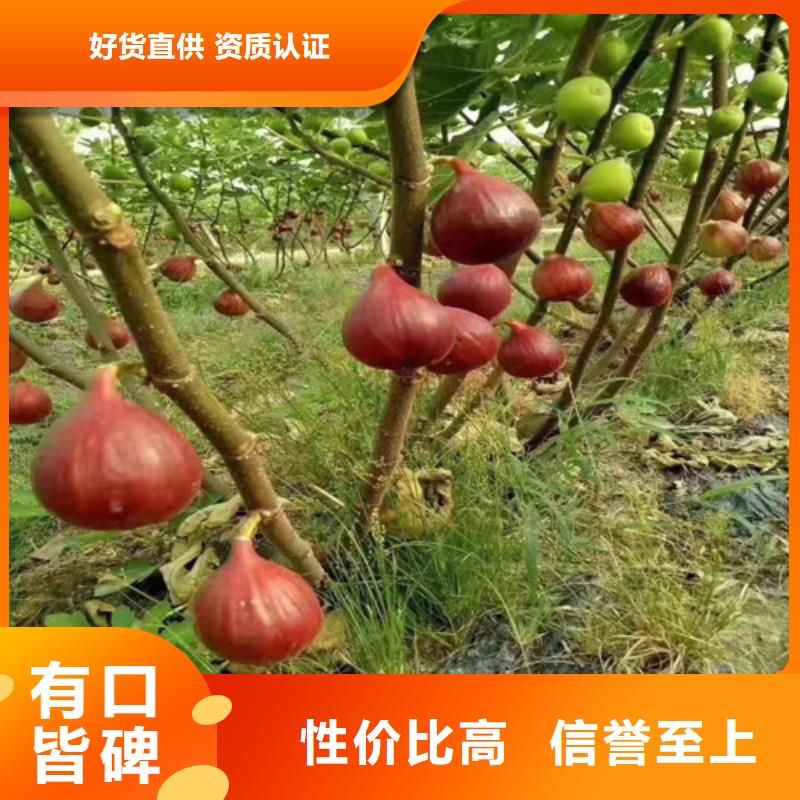 无花果【红耔山楂苗】同行低价附近厂家