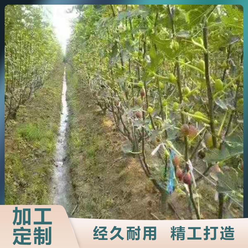 无花果蟠桃苗库存齐全厂家直供出货及时