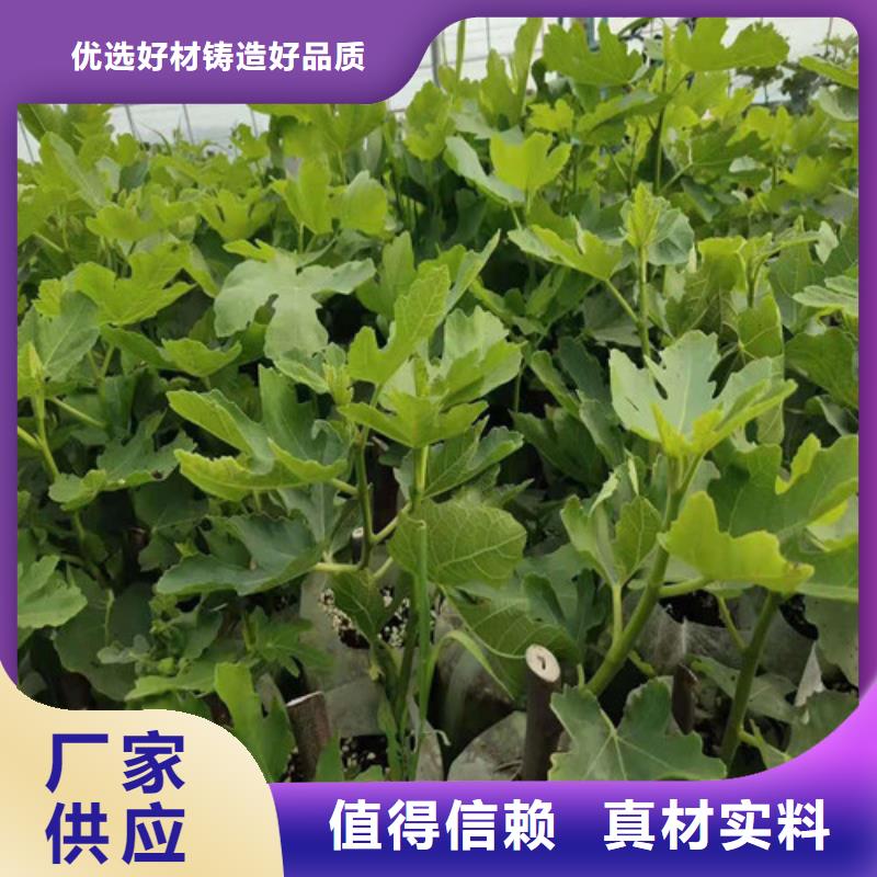 无花果樱桃树苗厂家直销精选货源