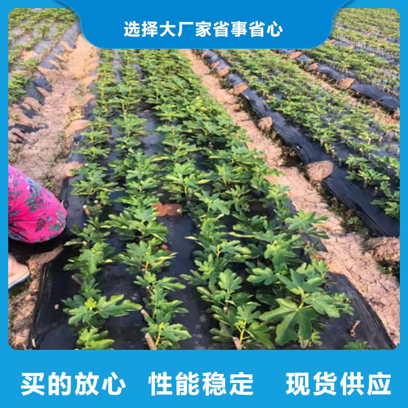 无花果山楂苗精心推荐厂家销售