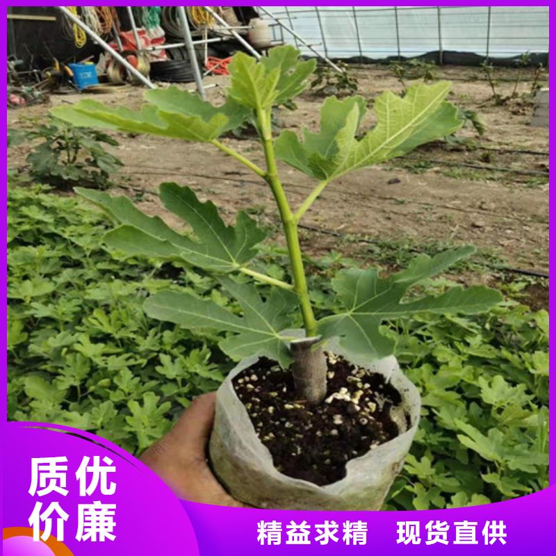 无花果大棚草莓苗库存丰富匠心工艺