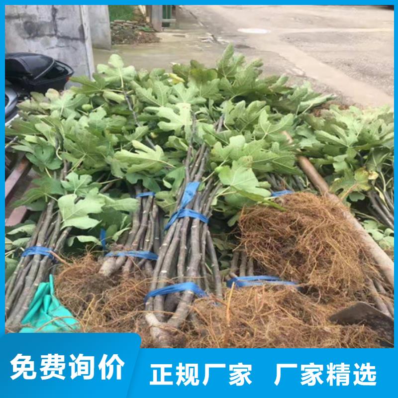 无花果烟福8苹果苗实力才是硬道理当地服务商