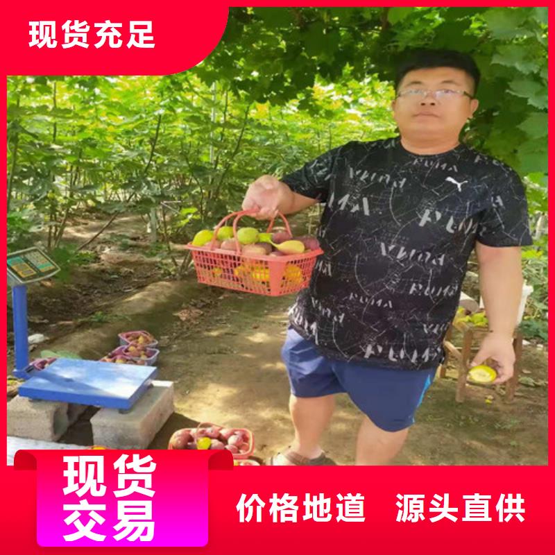 ​无花果_核桃苗多家仓库发货支持大批量采购