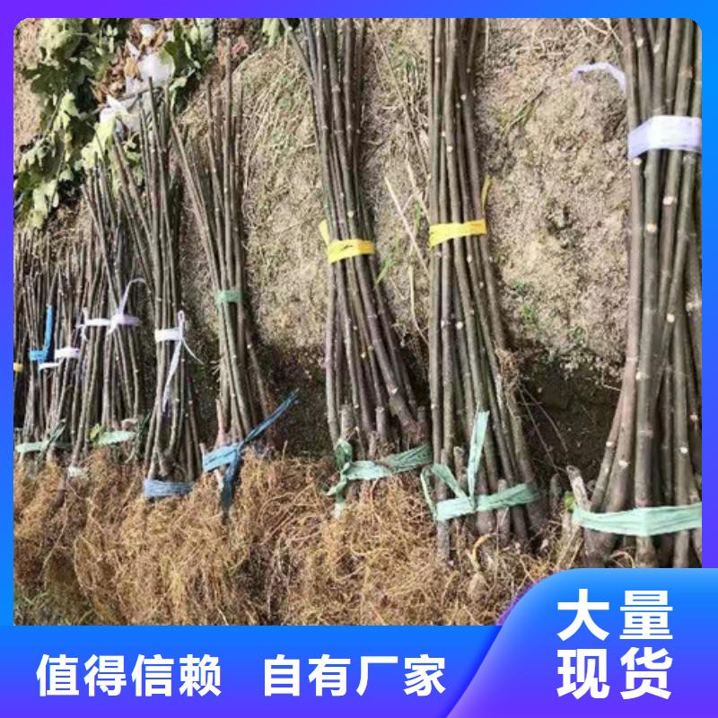 【无花果】,大棚草莓苗工厂认证当地服务商