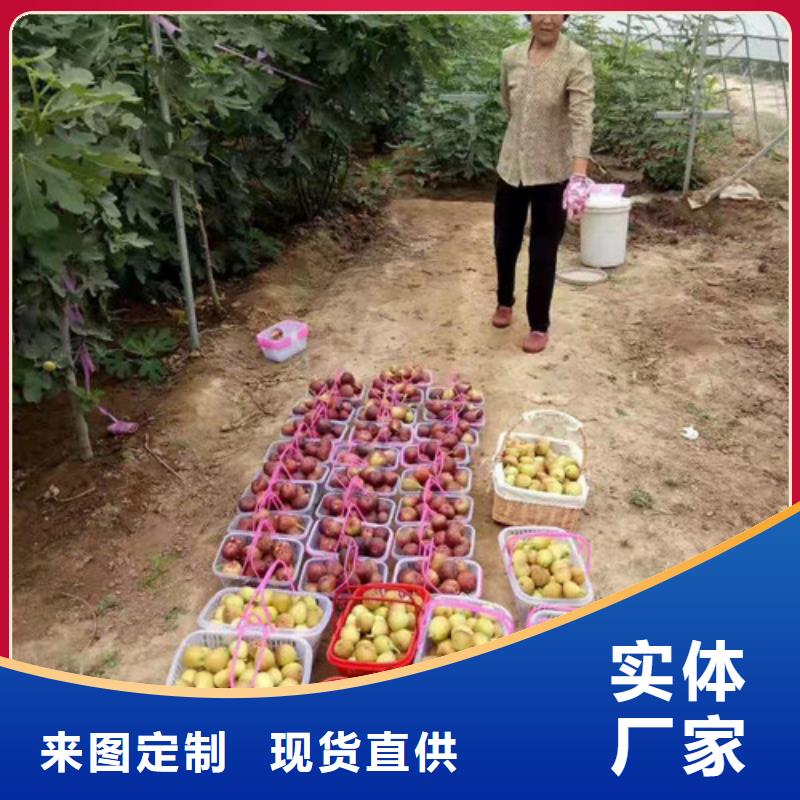 无花果,山楂苗用的放心同行低价