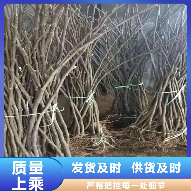 无花果葡萄苗厂家精选厂家定制