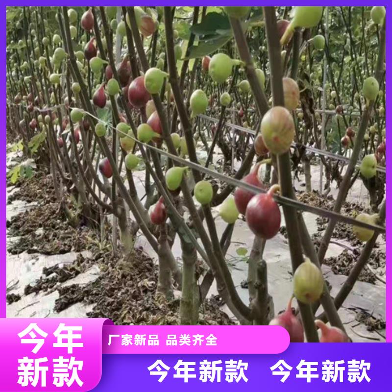 无花果樱桃树苗价格实惠本地品牌