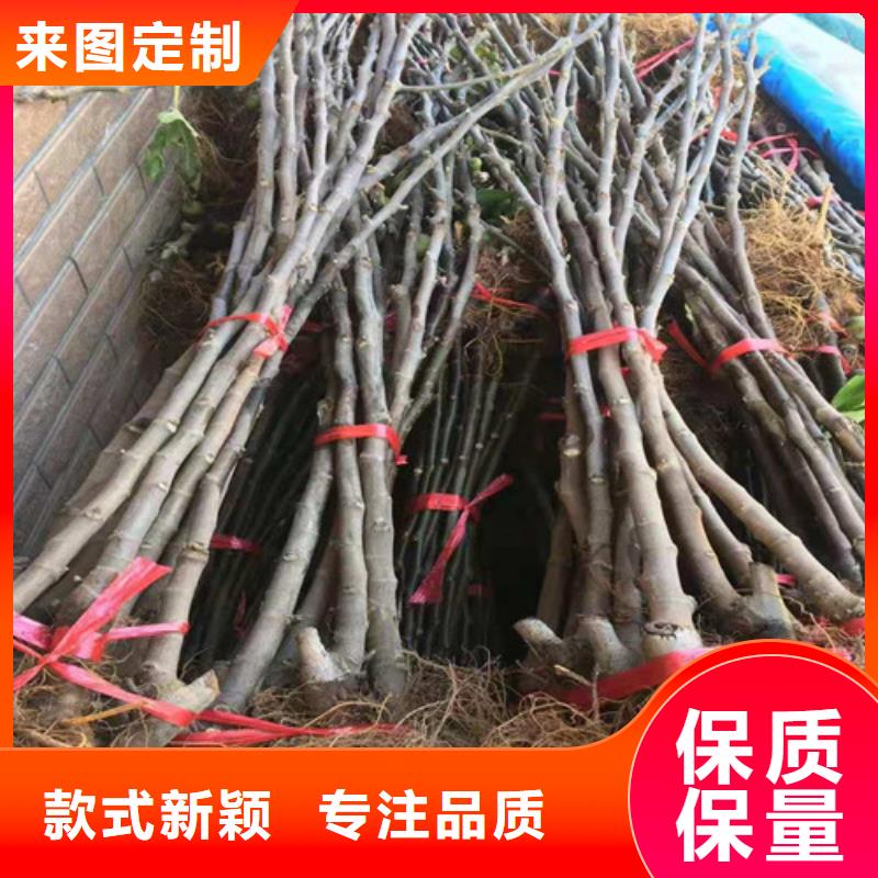 无花果油蟠7-7做工精细质量不佳尽管来找我