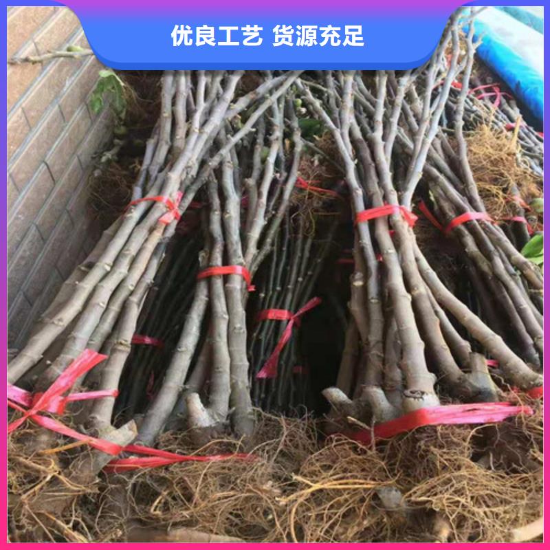 无花果_猕猴桃苗厂家质量过硬货源报价