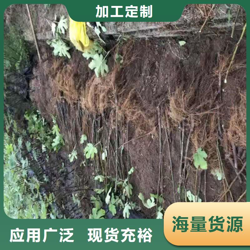 【无花果花椒苗品质之选】定制不额外收费