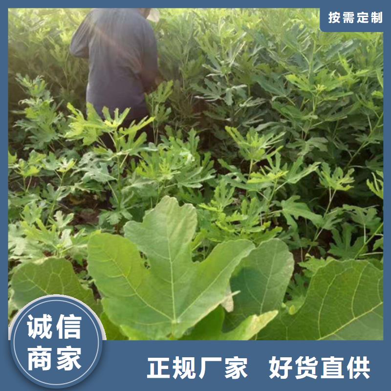 无花果红耔山楂苗诚信经营质量保证当地生产厂家