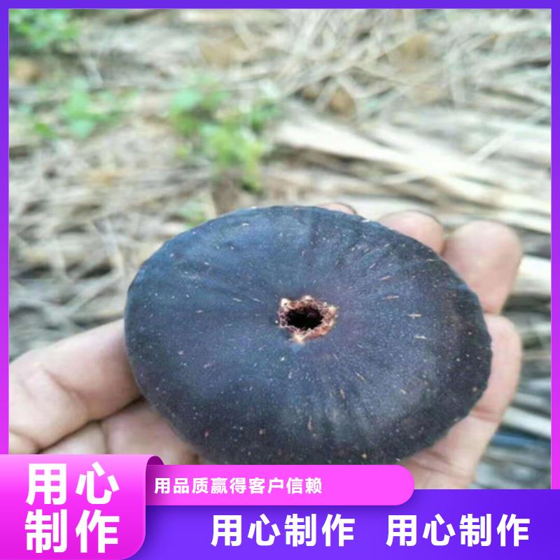 无花果樱桃树苗对质量负责原料层层筛选