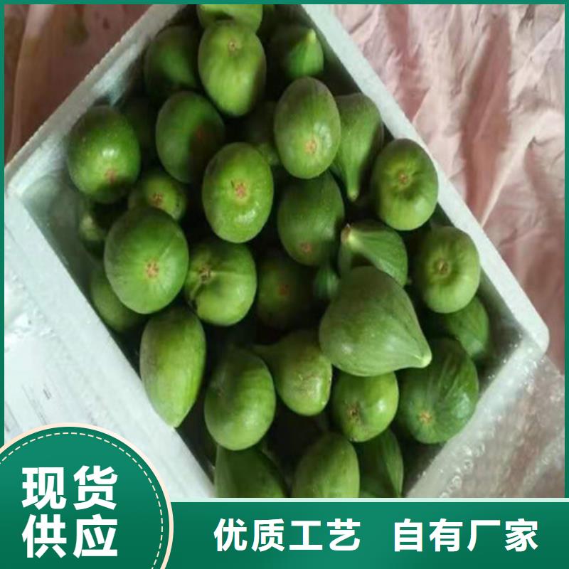 【无花果草莓苗支持大小批量采购】物美价优