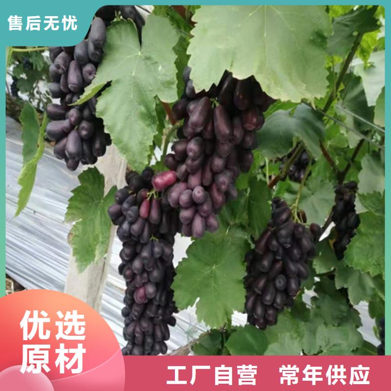 ​葡萄葡萄苗量大更优惠质量无忧