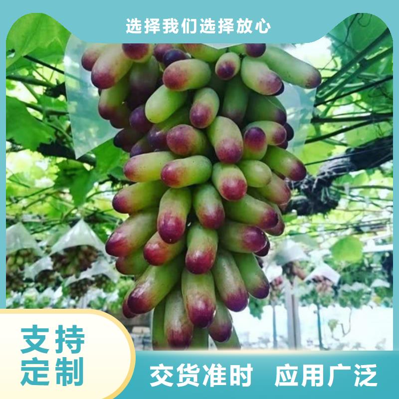 【葡萄花椒苗真实拍摄品质可靠】厂家货源