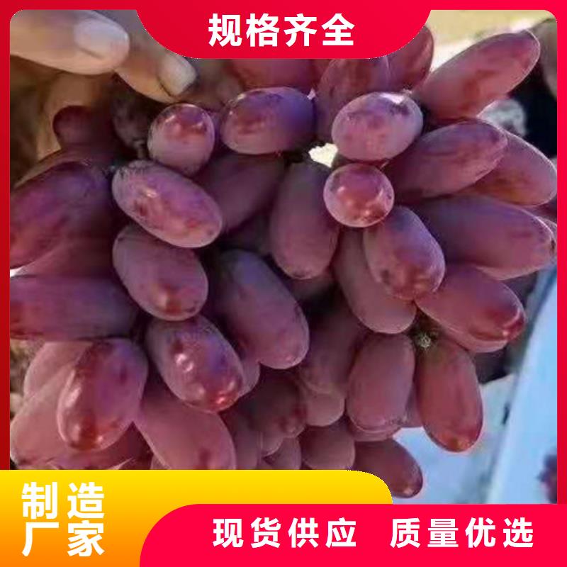 葡萄翠冠梨苗生产型质量看得见