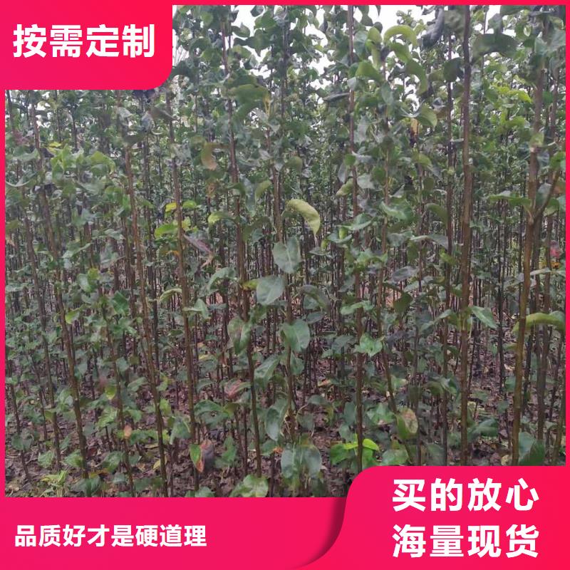 梨梨树苗基地我们更专业大量现货