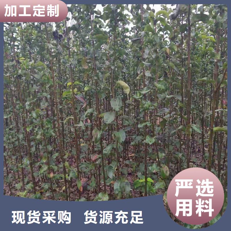 梨-杜梨苗按需定制源头厂商