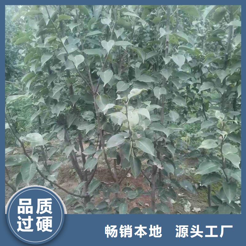 梨秋月梨树苗诚信经营质量保证质量无忧