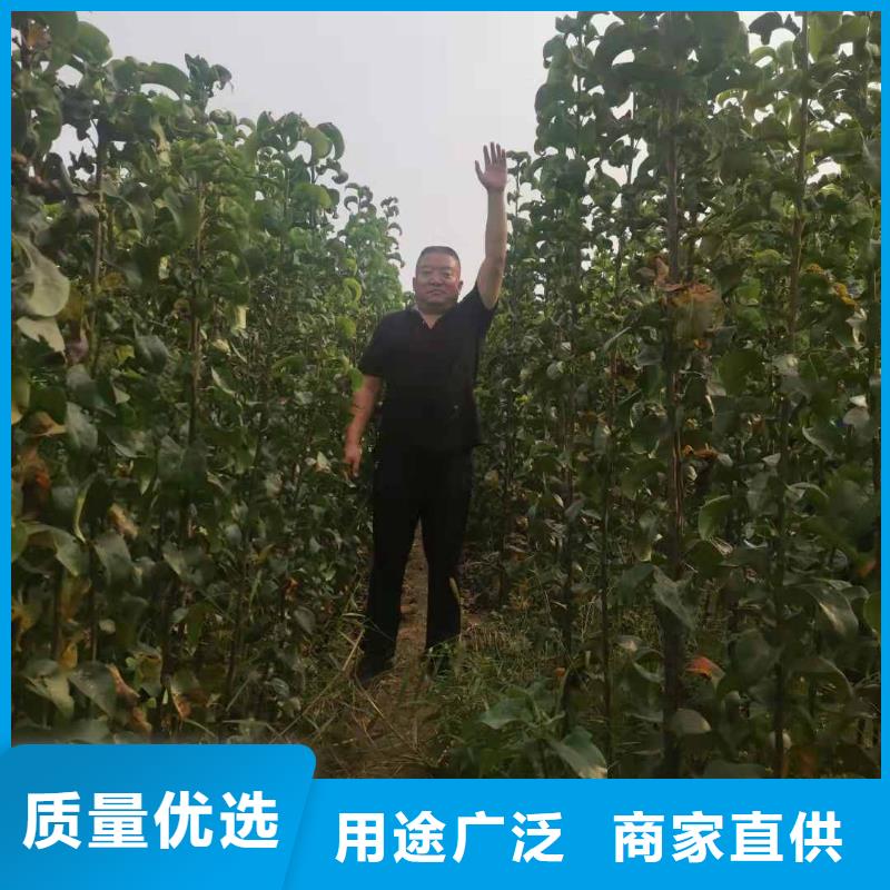 【梨杜梨苗厂家采购】好货直销