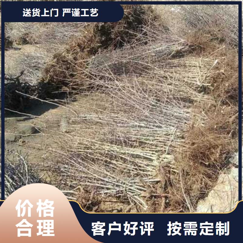 【杜梨山桃苗好产品价格低】实体诚信厂家