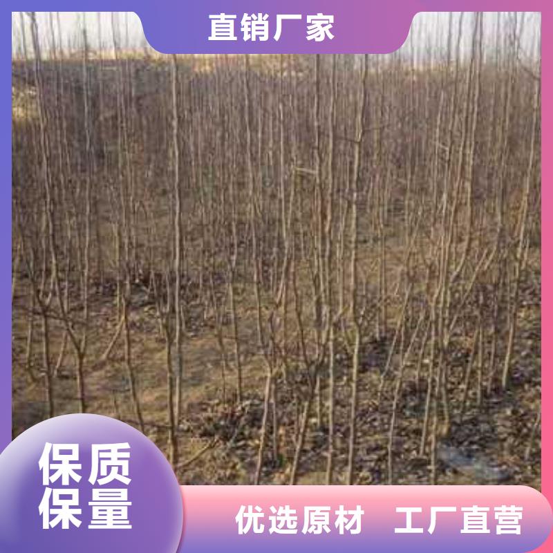 杜梨杜梨苗追求品质当地厂家