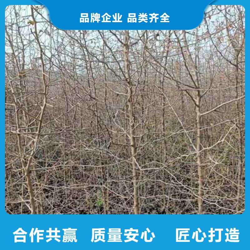 杜梨_梨树苗基地厂家实力雄厚当地生产商