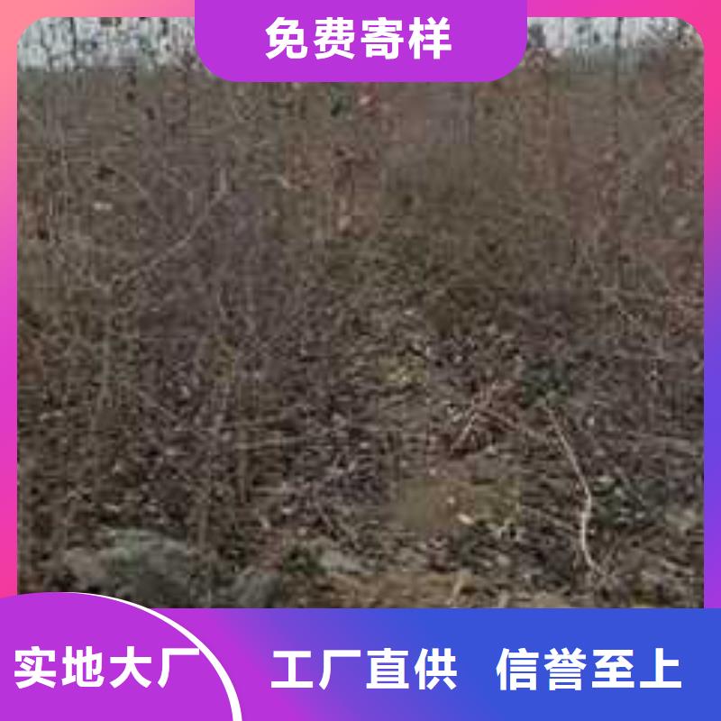 【杜梨-海棠苗为您精心挑选】应用领域