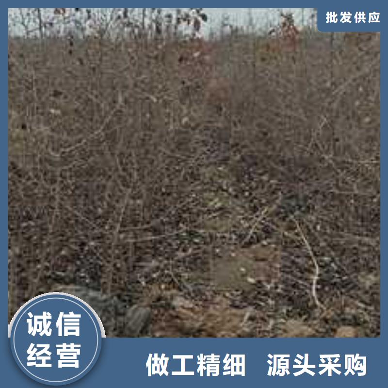 【杜梨】奥红全红梨树苗规格型号全当地生产厂家