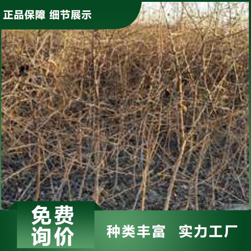 杜梨【杜梨苗】应用范围广泛同城厂家