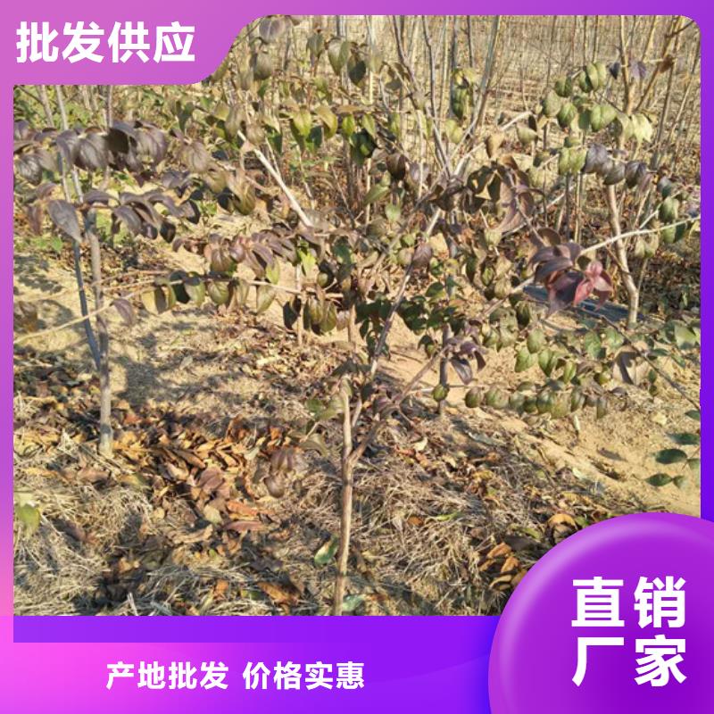 杈杷果蓝莓苗重信誉厂家当地公司