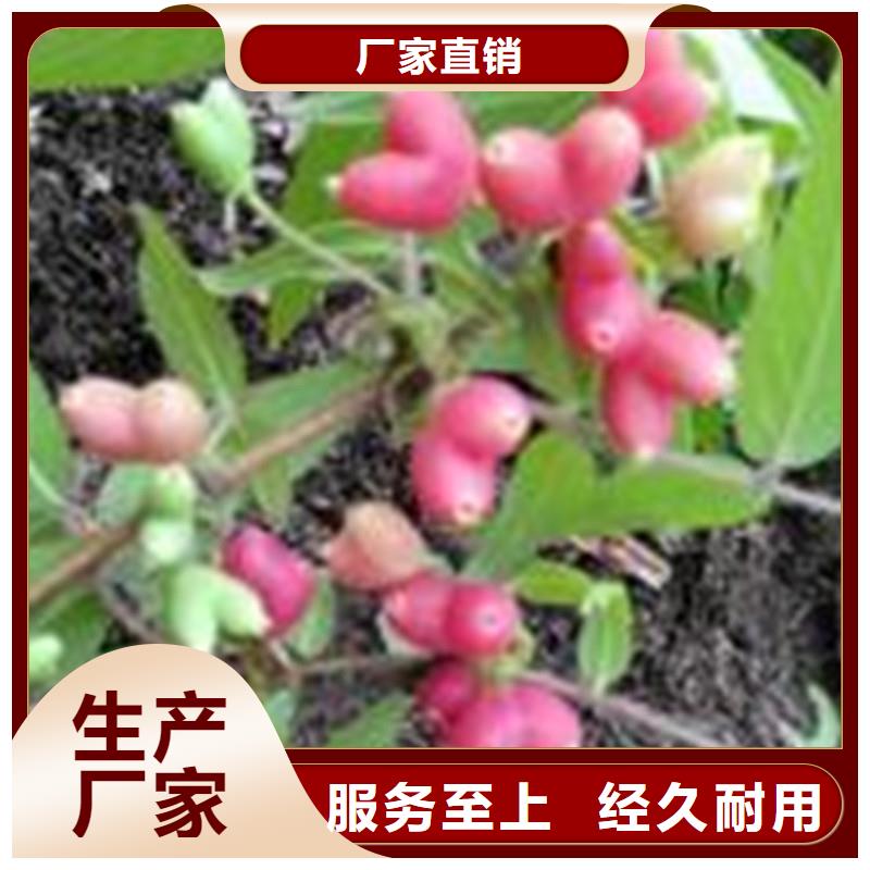 杈杷果无花果苗定制不额外收费生产安装