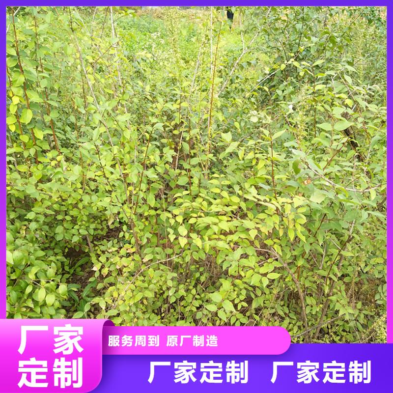 【杈杷果苹果苗精心打造】现货实拍