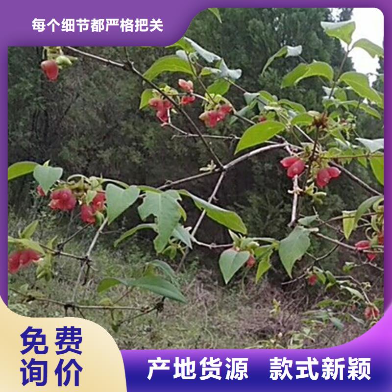 【杈杷果_红颜草莓用的放心】当地品牌