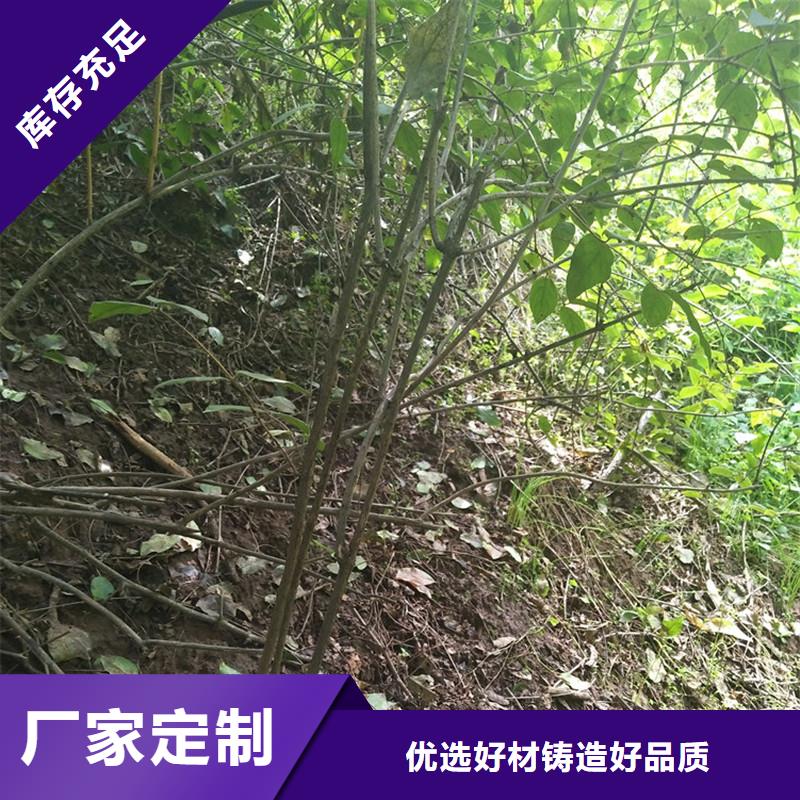 【杈杷果樱桃苗工厂现货供应】现货实拍