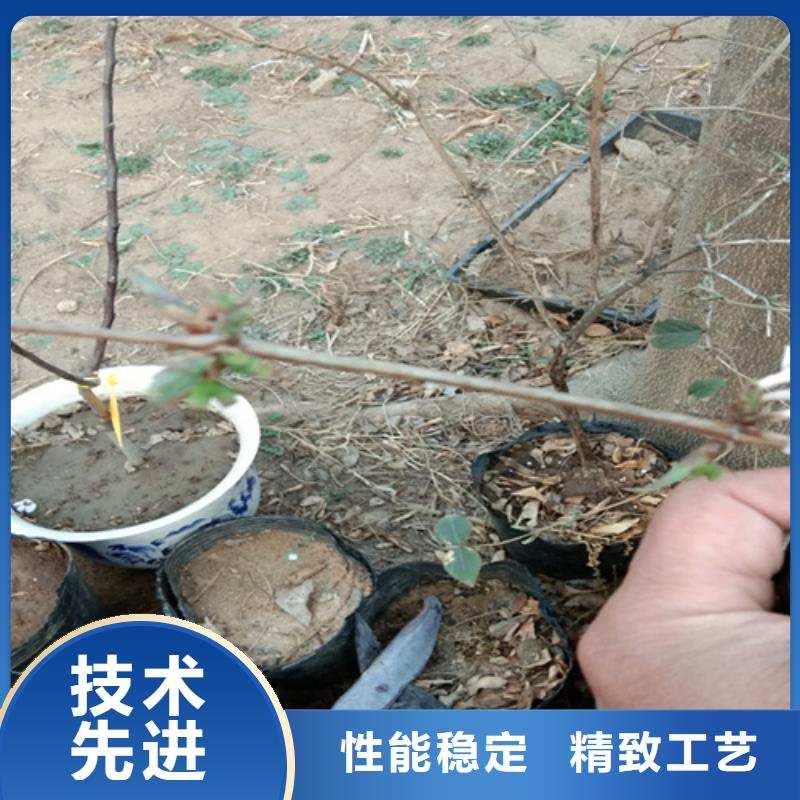 杈杷果【樱桃苗】精工细致打造同城生产商