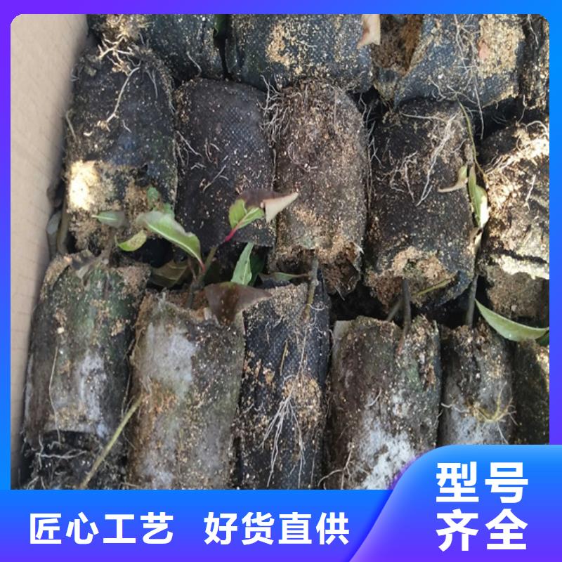 北美冬青,【梨树苗】高品质现货销售技术先进